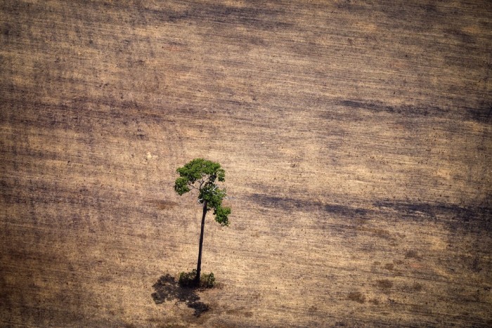 Multas por desmatamento ilegal na Amazonia