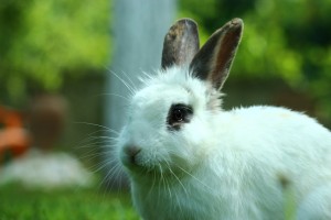 Nao ha mais desculpas para testes em animais