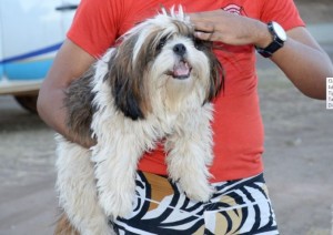 Palmas abre vagas para castracao de animais doesticos