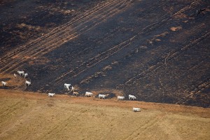Cattle Grazing in the Amazon