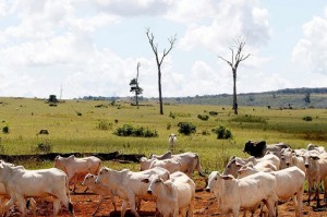Desmatamento e gado biodiversidade