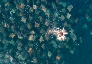 Humanidade dependente de Oceanos