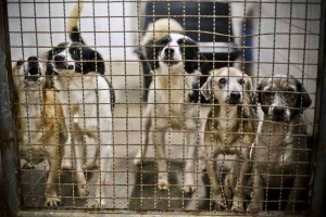 Animais aguardam por novo lar na Zoonoses