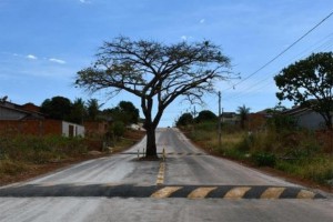 Arvore que fica no meio da rua