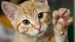 Convivio com gatos pode aumentar imunidade