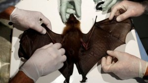 Doencas que passam de animais