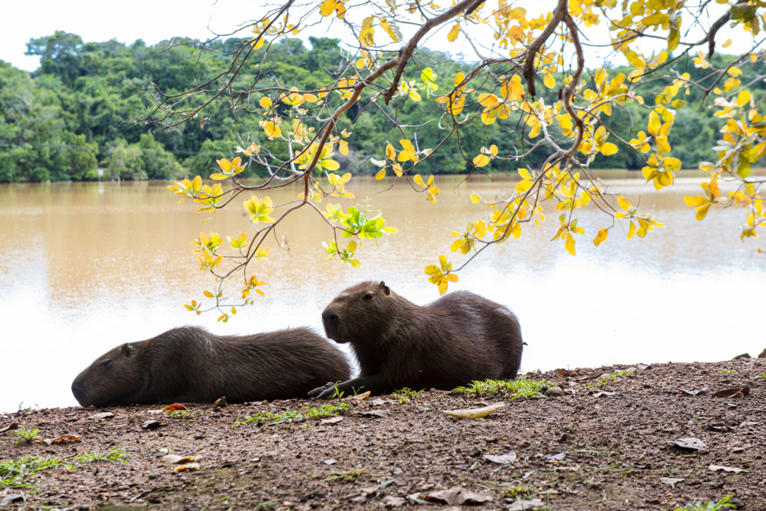 Semana do Meio Ambiente em Palmas promove conversa sobre arborização e ação com animais