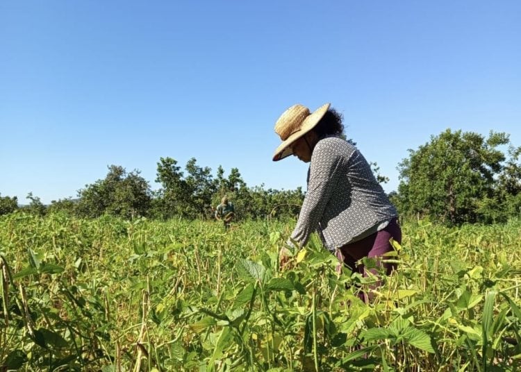 Quintais produtivos fortalecem autonomia de mulheres no campo e impulsiona agroecologia no Distrito Federal